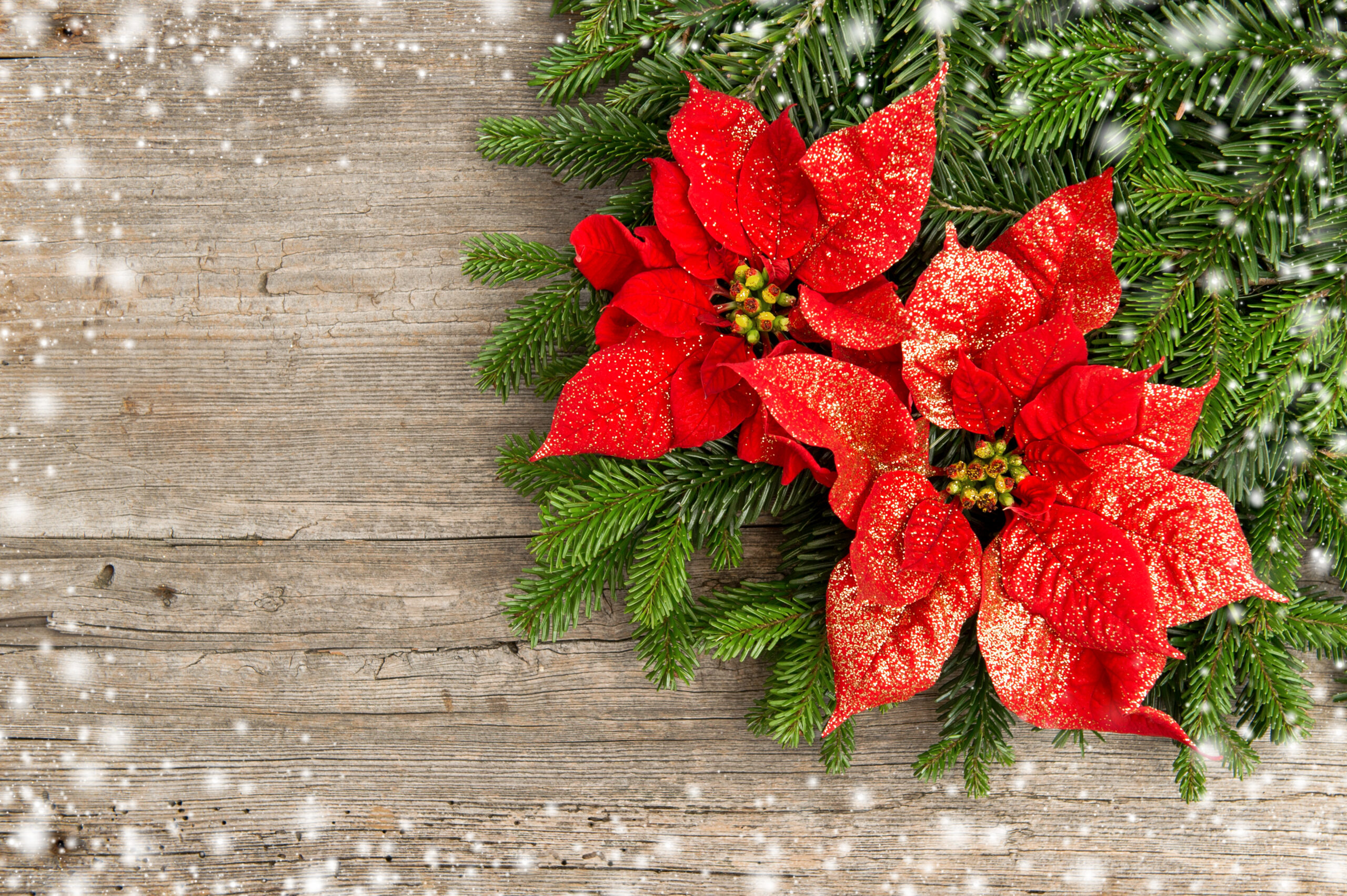 Myth Buster! Are Poinsettia Plants Poisonous?