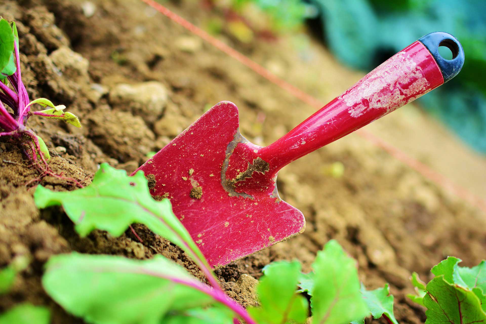 The Best Vegetables and Flowers you should Plant this Spring!